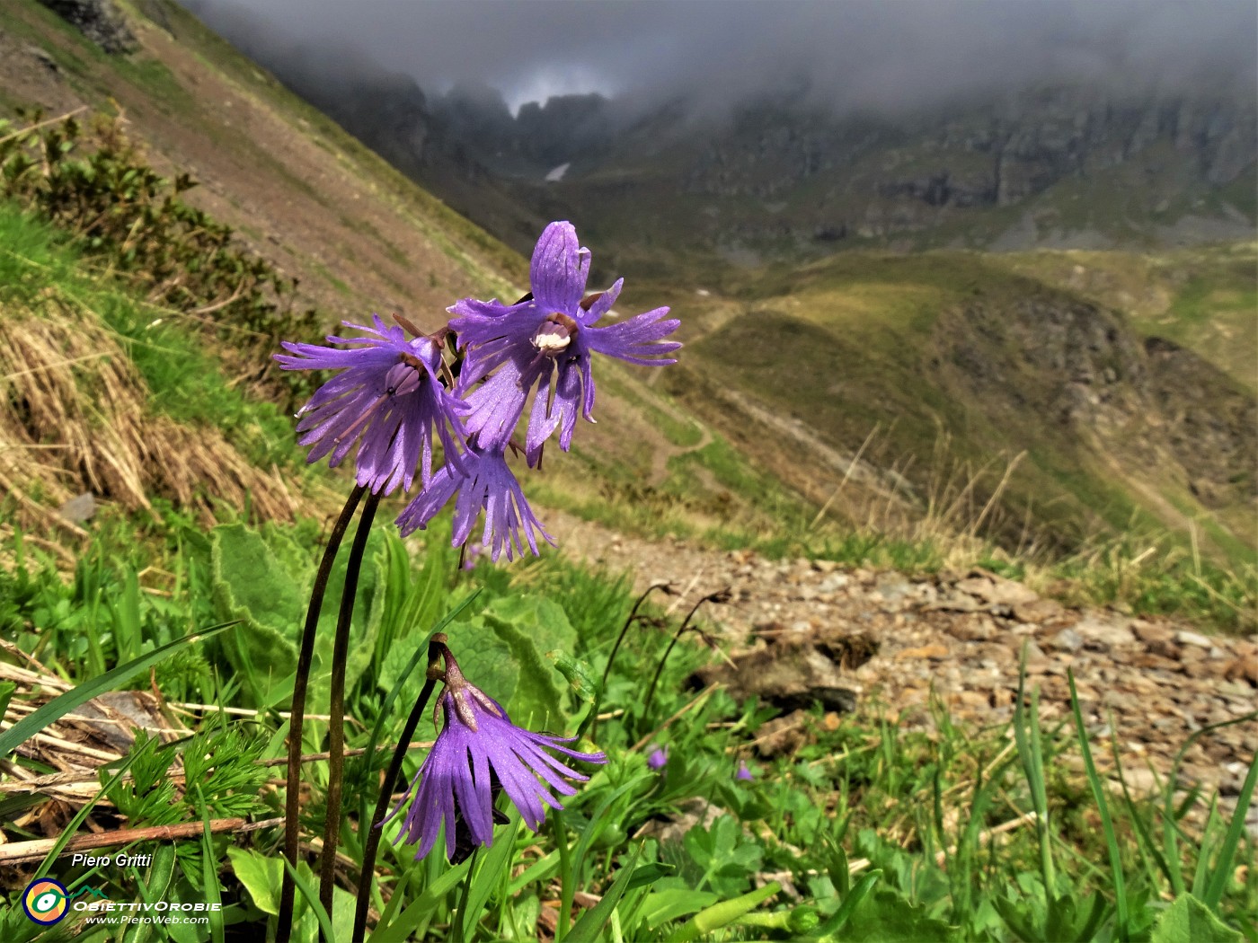 40 Soldanella pusilla (Soldanella della silice).JPG